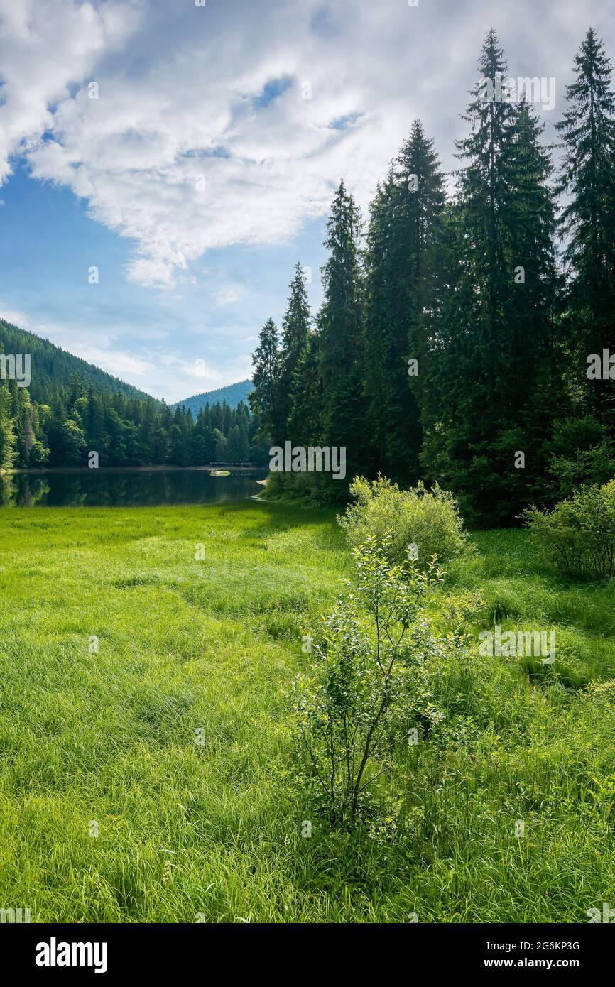 landscape with lake of synevyr national park. beautiful summer scenery of carpathian mountains. popular travel destinations of ukraine. stunning envir Stock Photo