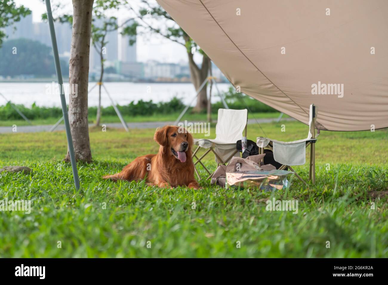 Golden Retriever lying on the grass Stock Photo - Alamy