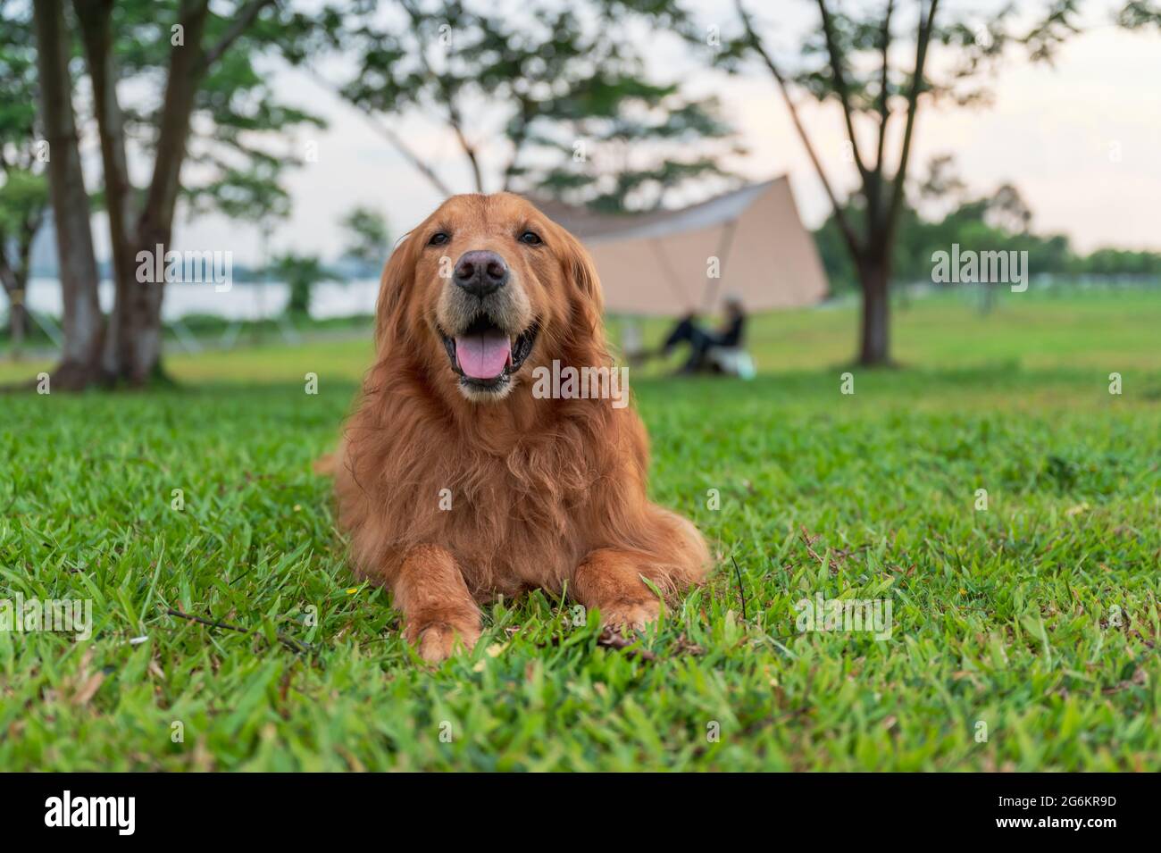 Golden Retriever lying on the grass Stock Photo - Alamy