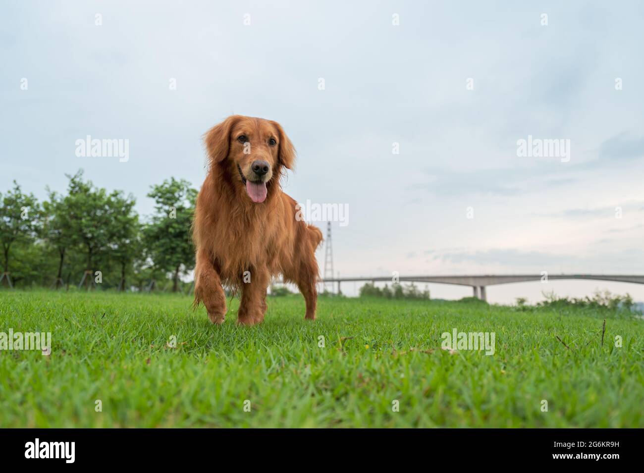 Golden Retriever walking in the grass Stock Photo - Alamy