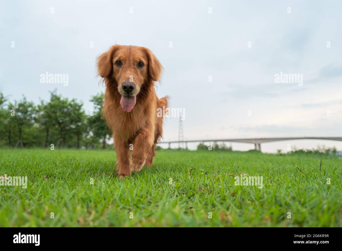 Golden Retriever walking in the grass Stock Photo - Alamy