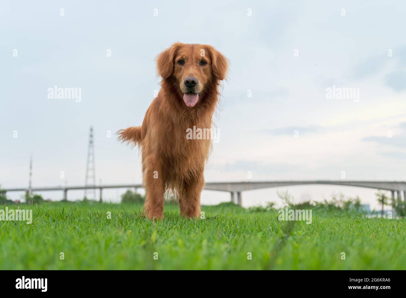 Golden Retriever walking in the grass Stock Photo - Alamy