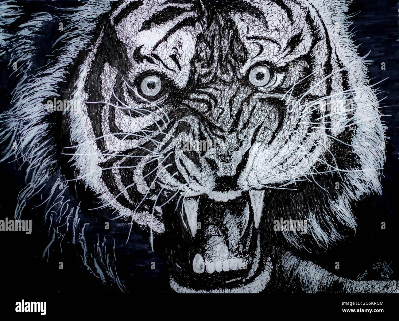 Snarling tiger, scribble drawn from original photo Stock Photo