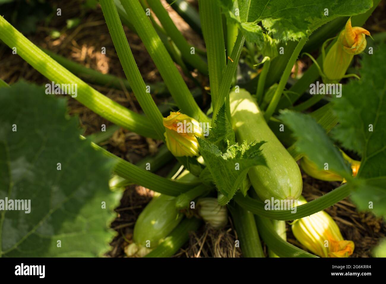 Young white vegetable marrow growing on a plant, close up. Stock Photo