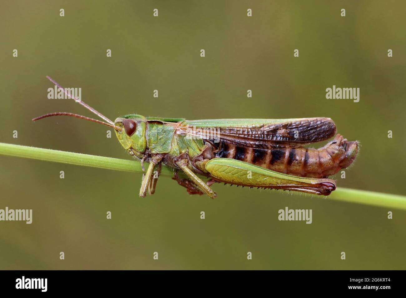 Meadow Grasshopper Chorthippus parallelus Stock Photo