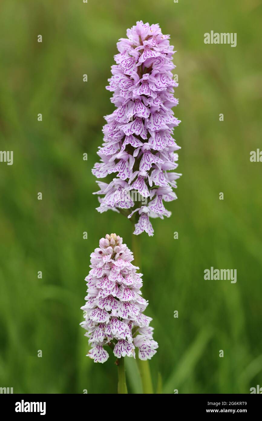 Heath Spotted-orchids Dactylorhiza maculata Stock Photo