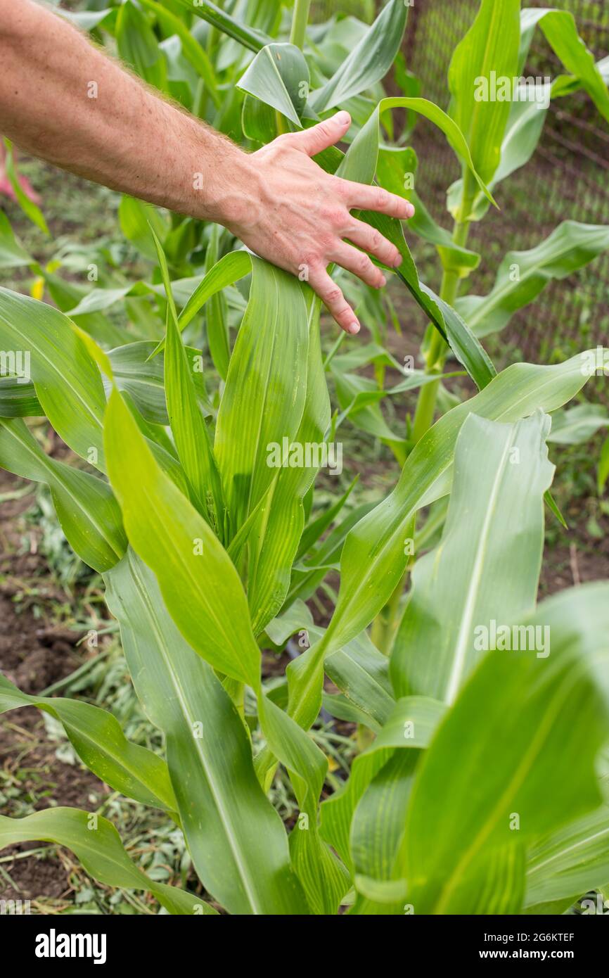 Farmer hand checking plants on a corn field, weed and insect control. Stock Photo