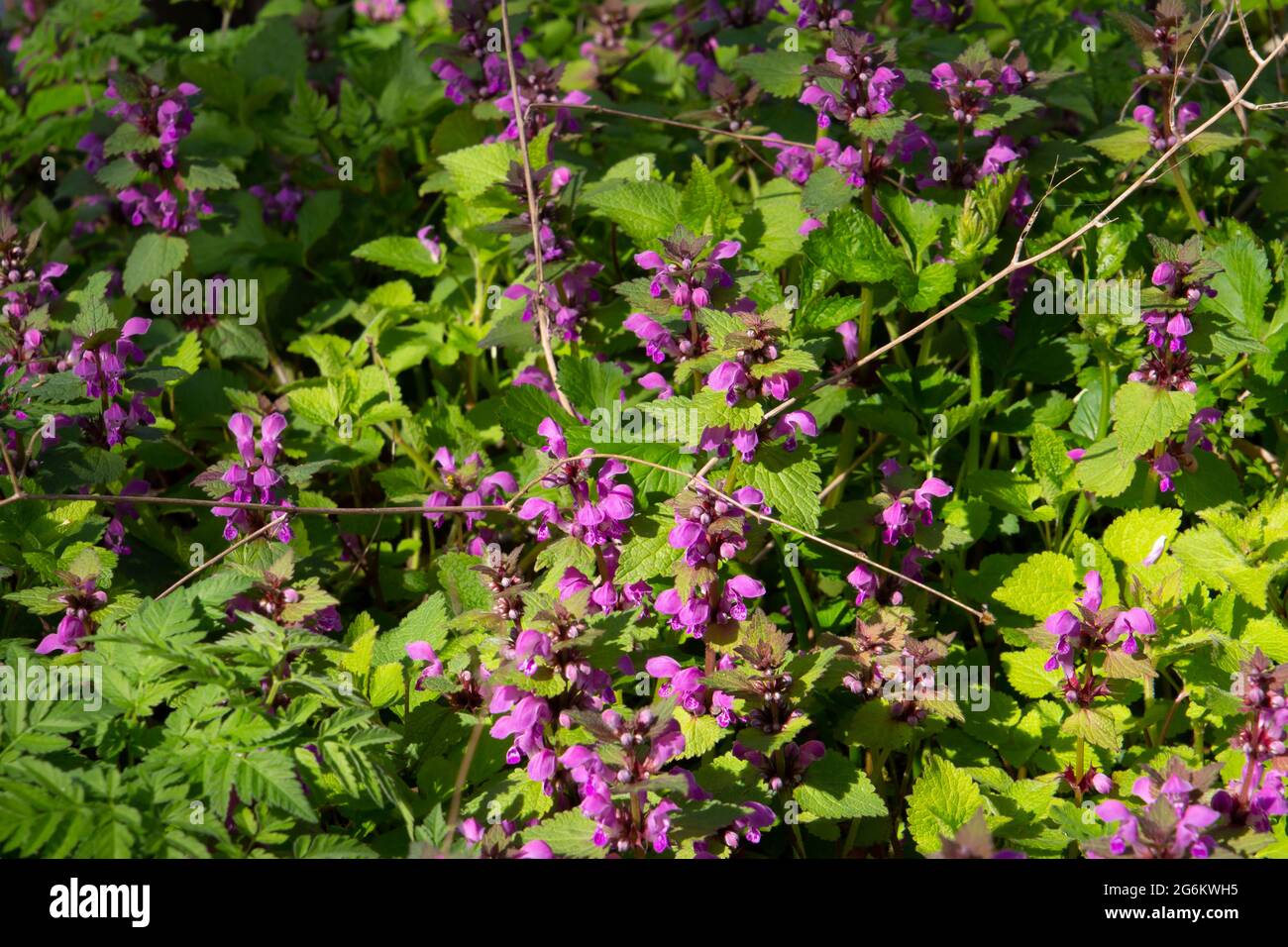 Pink flowers of dead nettle, also called Lamium maculatum Stock Photo