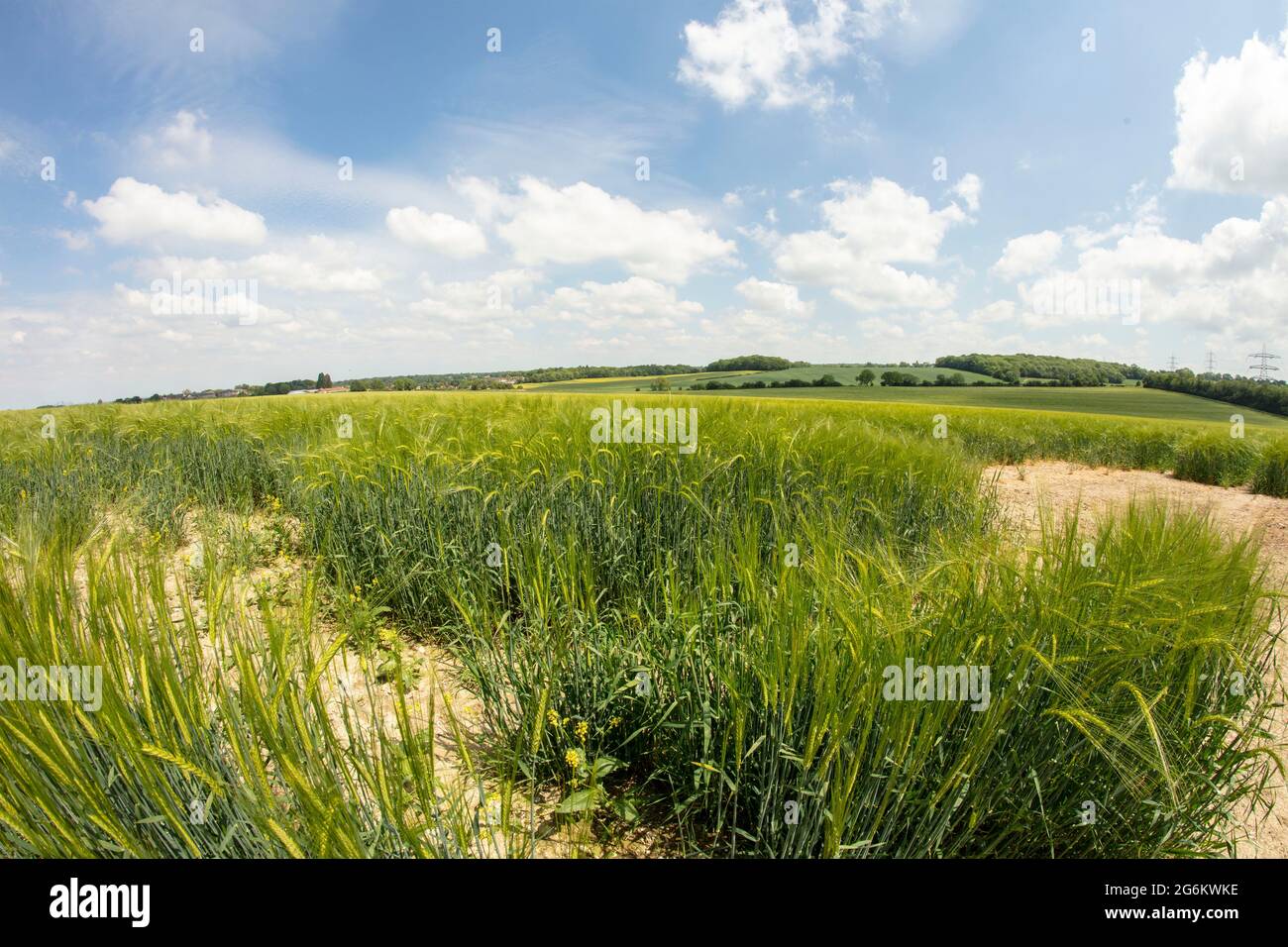 Barley (Hordeum vulgare) crop in an agricultural landscape in bright sunshine Stock Photo