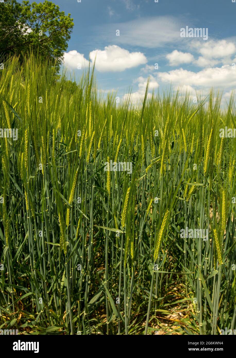 Barley (Hordeum vulgare) crop in an agricultural landscape in bright sunshine Stock Photo