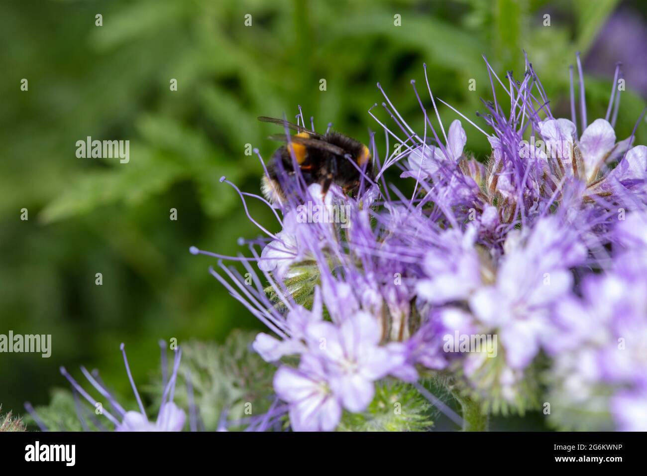 Bee friendly Phacelia tanacetifolia flowering in an urban garden, used ...