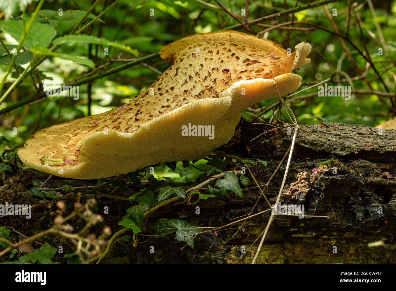 Fit looking Dryads Saddle, Polyporus squamosus, Cerioporus squamosus, patterned bracket fungi Stock Photo