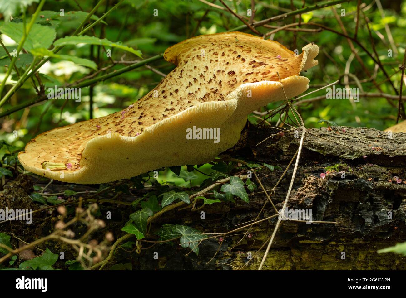 Fit looking Dryads Saddle, Polyporus squamosus, Cerioporus squamosus, patterned bracket fungi Stock Photo
