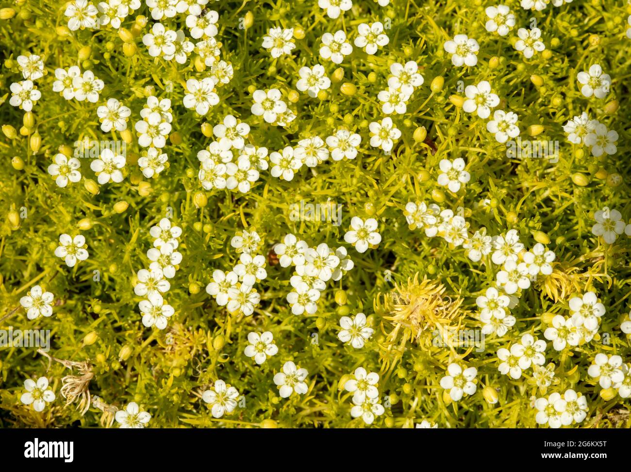 Petite Sagina subulata var. glabrata 'Aurea' mass flowering Stock Photo