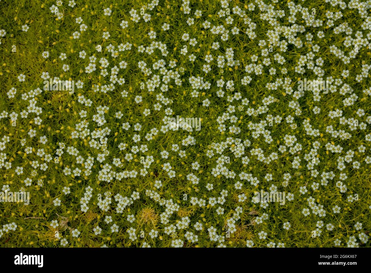 Petite Sagina subulata var. glabrata 'Aurea' mass flowering Stock Photo