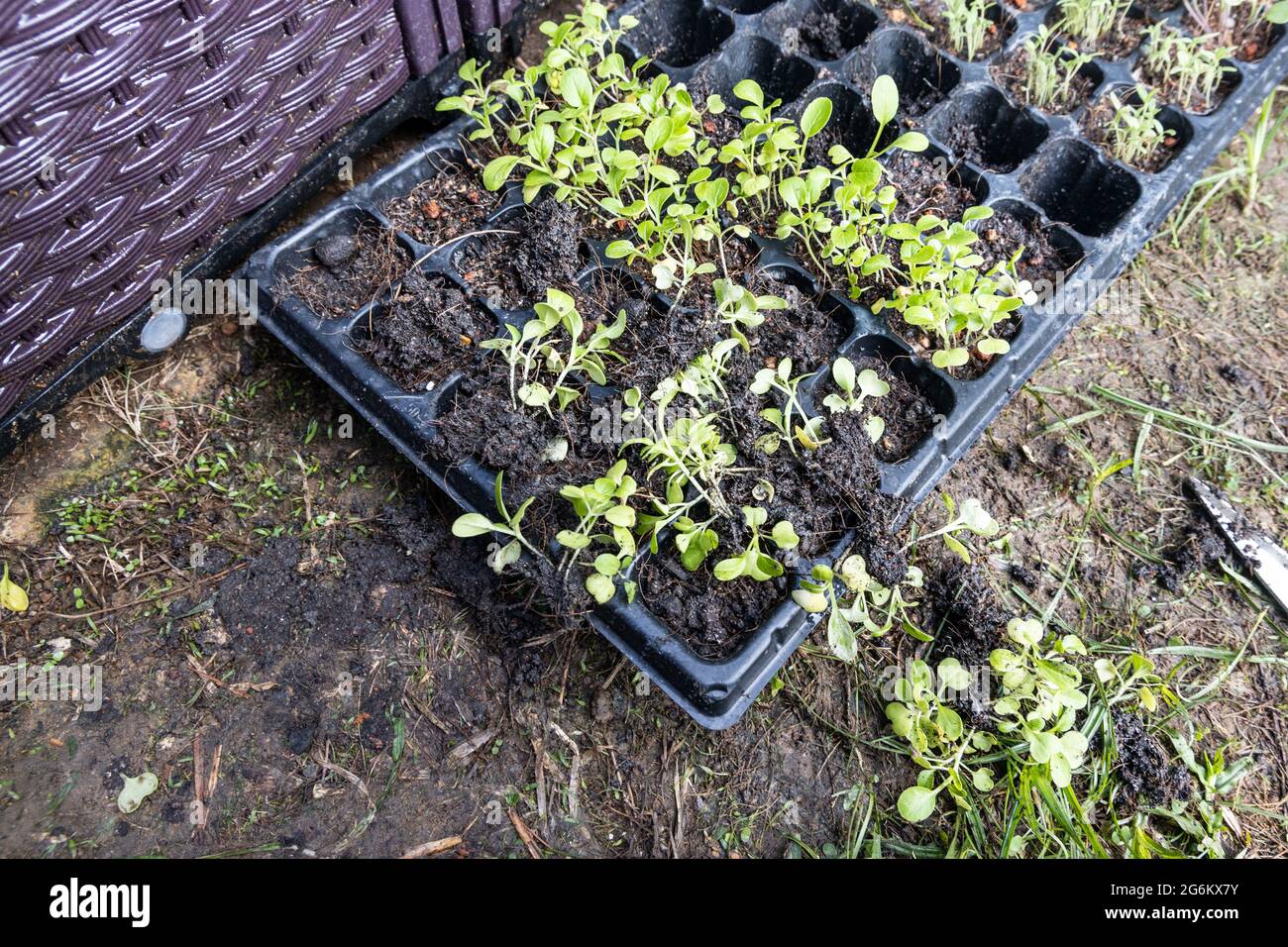 Wet soil hi-res stock photography and images - Alamy