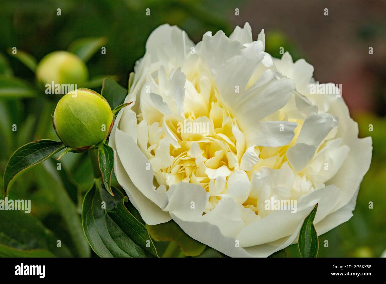 Outstanding white garden Peony flowers in full bloom, close-up natural ...