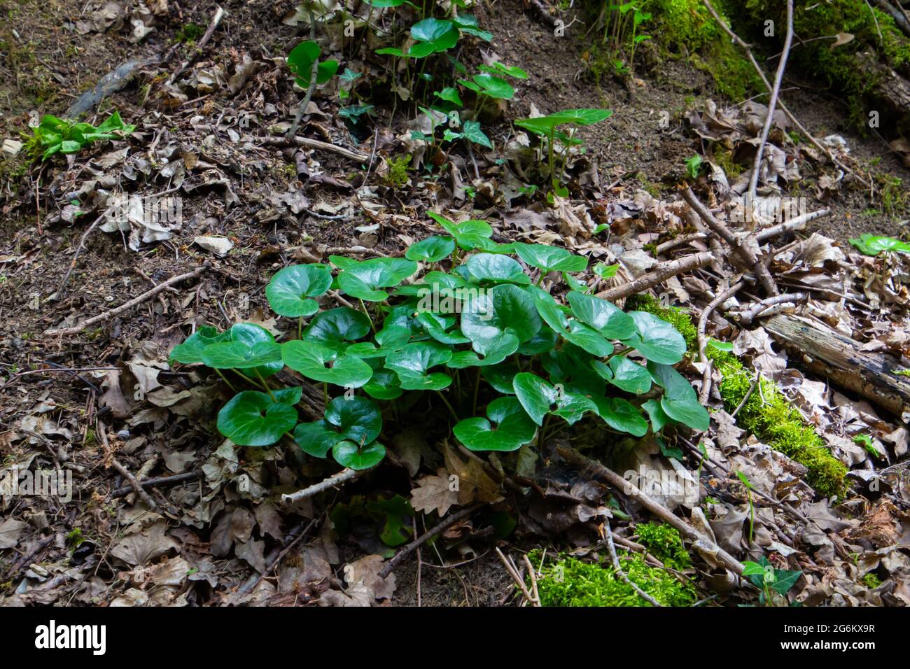 Green leaves of a common hazel root, also called Asarum europaeum or Haselwurz Stock Photo