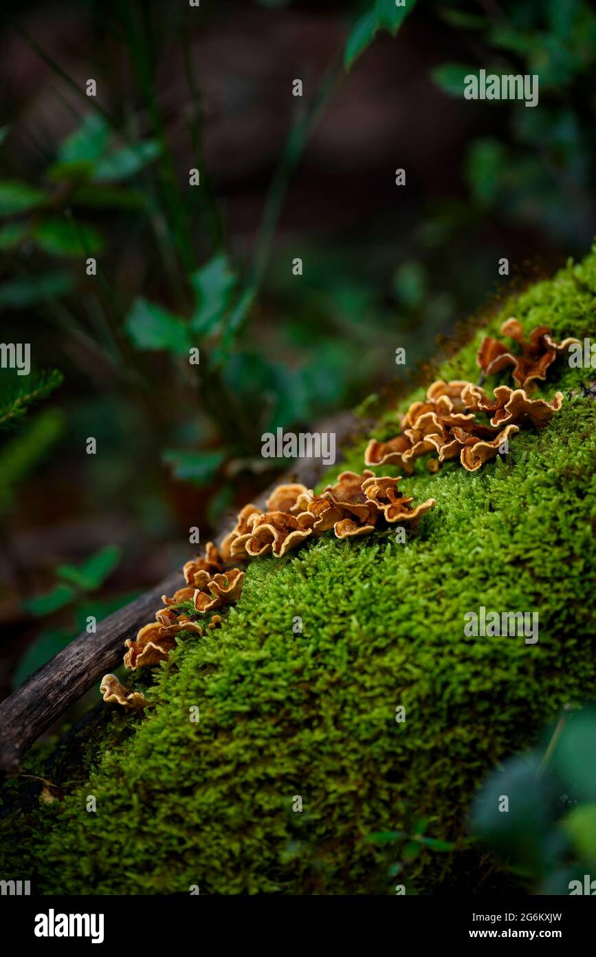 Parque Flora Planta Vegetacion Tronco Hi res Stock Photography And parque-flora-planta-vegetacion-tronco-hi-res-stock-photography-and