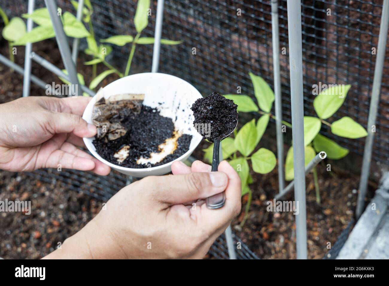 Coffee grounds being added to vegetables plant as natural organic