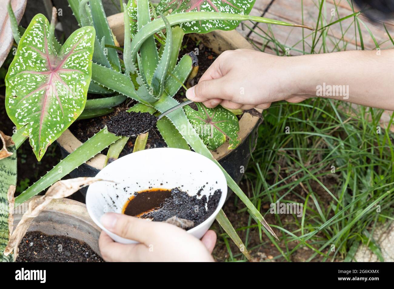 Coffee grounds being added to alovera plant as natural organic