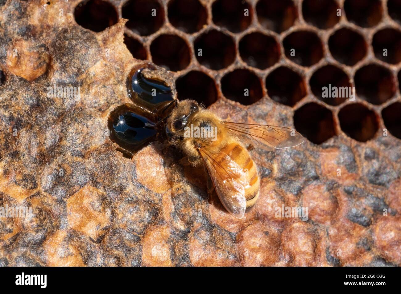 A honey bee on a frame at an apiary in Canterbury near the Southern Alps of the South Island. Image by Bradley White Stock Photo