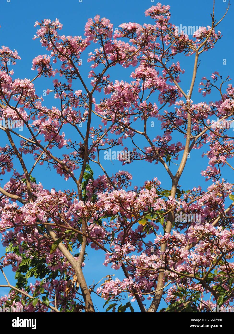 Tabebuia (Tabebuya) tree is in full bloom against a blue sky background ...