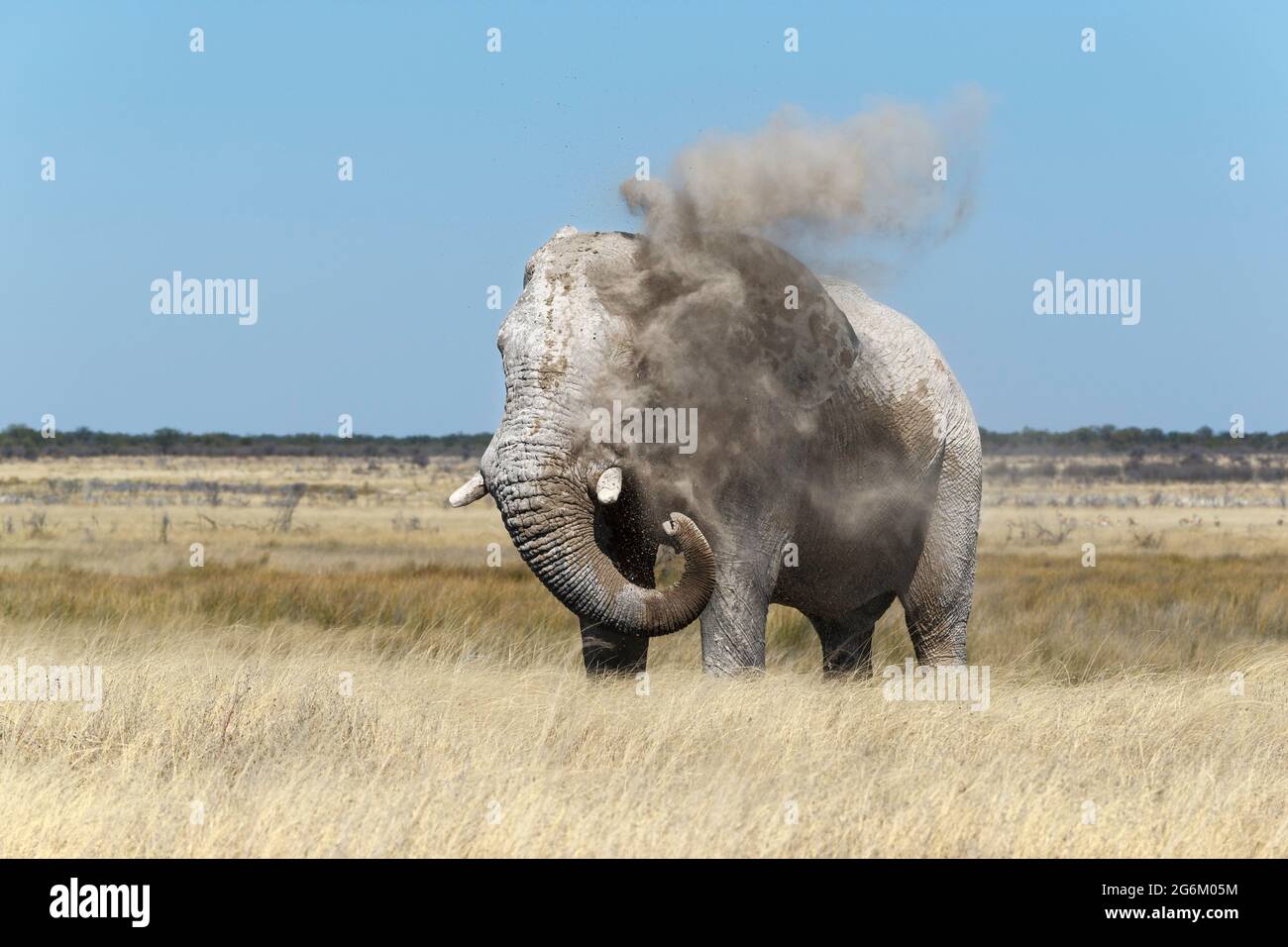 African elephant bull, Loxodonta Africana, dusting his body. Etosha National Park, Namibia, Africa Stock Photo