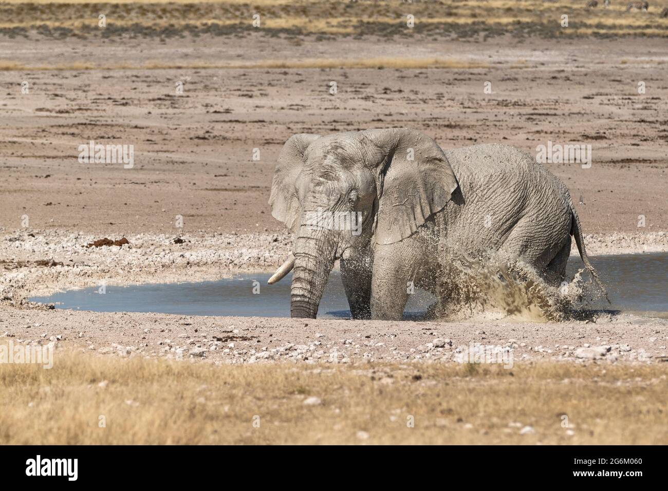 African elephant (Loxodonta africana) water splashing with his legs. Etosha National Park, Namibia, Southern Africa Stock Photo