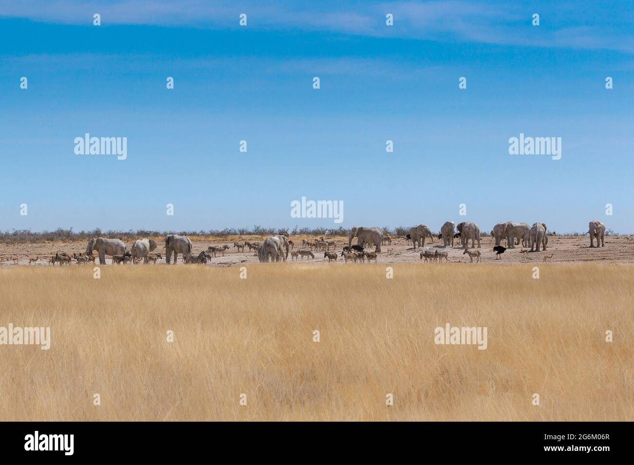 African wildlife, wild animals, elephant, oryx, zebra, impala, kudu around waterhole. Etosha National Park, Namibia, Africa Stock Photo