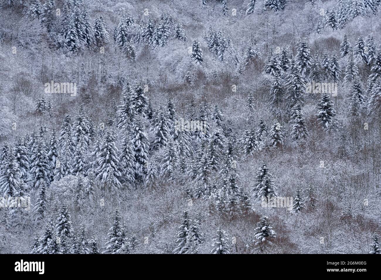 Snowy Toran Valley in winter, seen from the village of Eth Pradet (Aran Valley, Catalonia, Spain, Pyrenees) ESP: Valle de Torán nevado en invierno Stock Photo