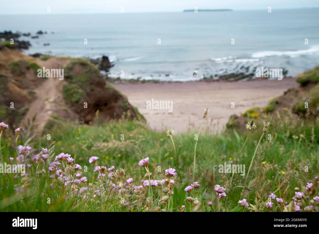 Dale, Pembrokeshire, Wales. West beach, view from the cliff with sea pinks Stock Photo