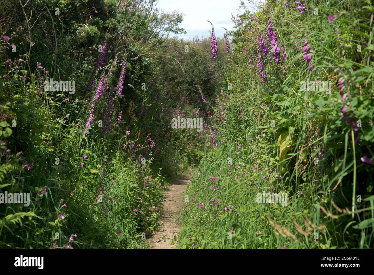 Marloes, Pembrokeshire, Wales. Narrow country footpath. Stock Photo