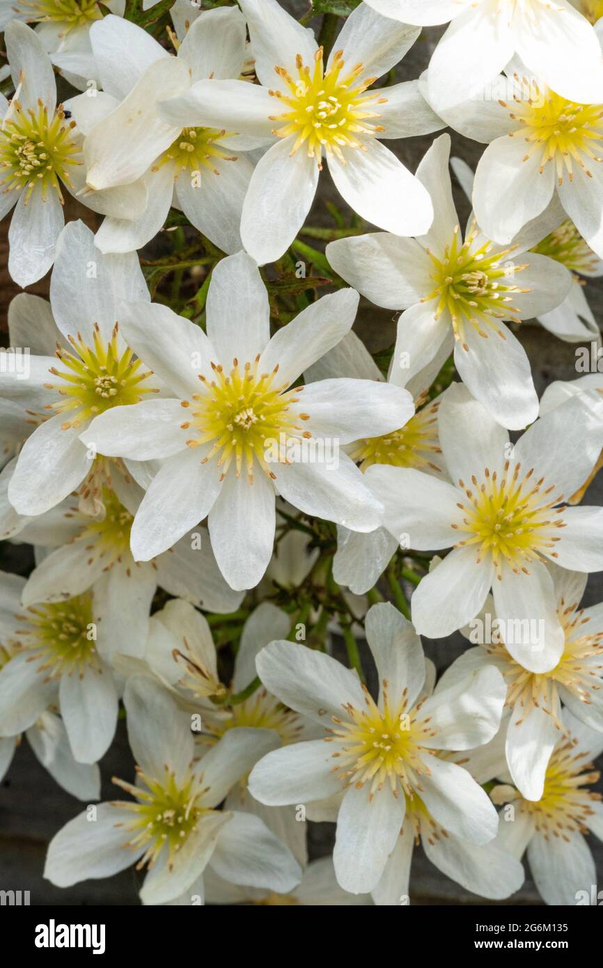 Close-up of the white flowers of the 'Cartmanii Joe' clematis Stock Photo