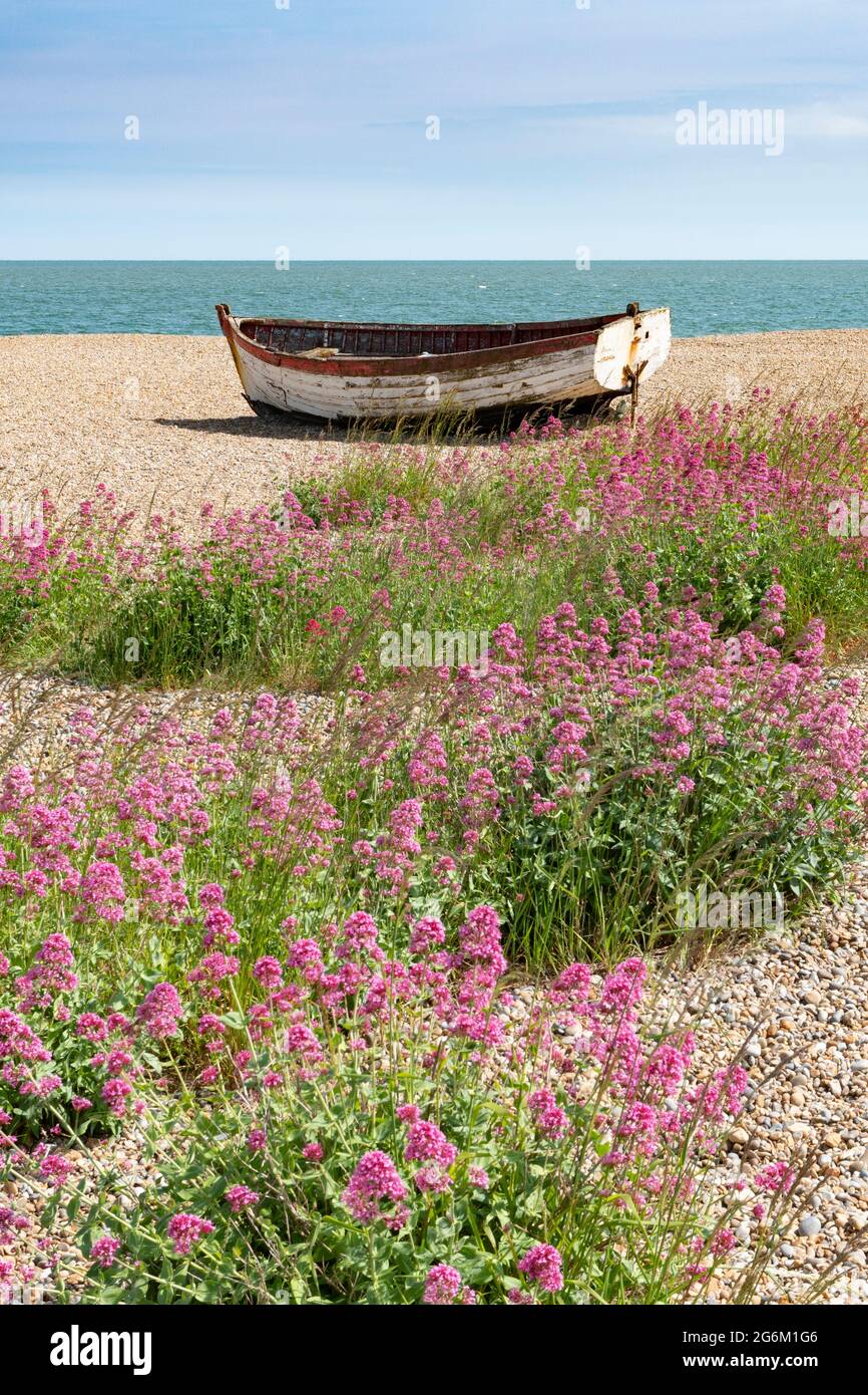 Fishing rowing boats on Aldeburgh beach Suffolk with red valerian flowers in the foreground . Stock Photo