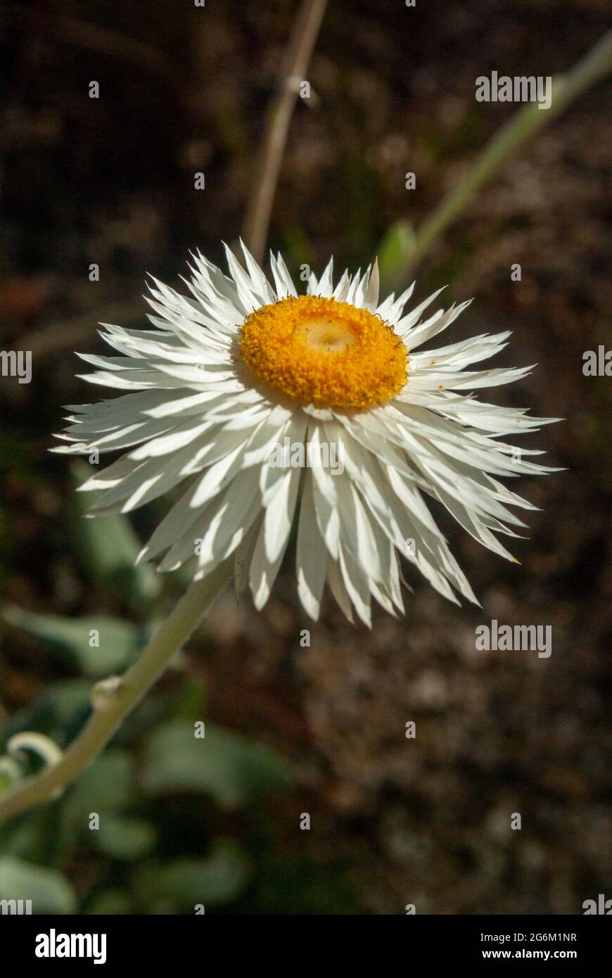 Paper Daisy white petals with yellow center Stock Photo Alamy