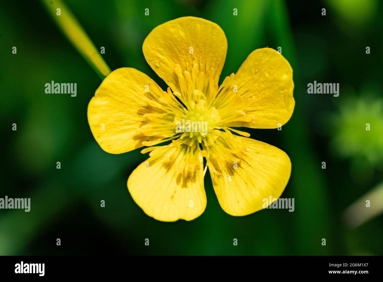 The flower of Ranunculus repens, the creeping buttercup, Stock Photo