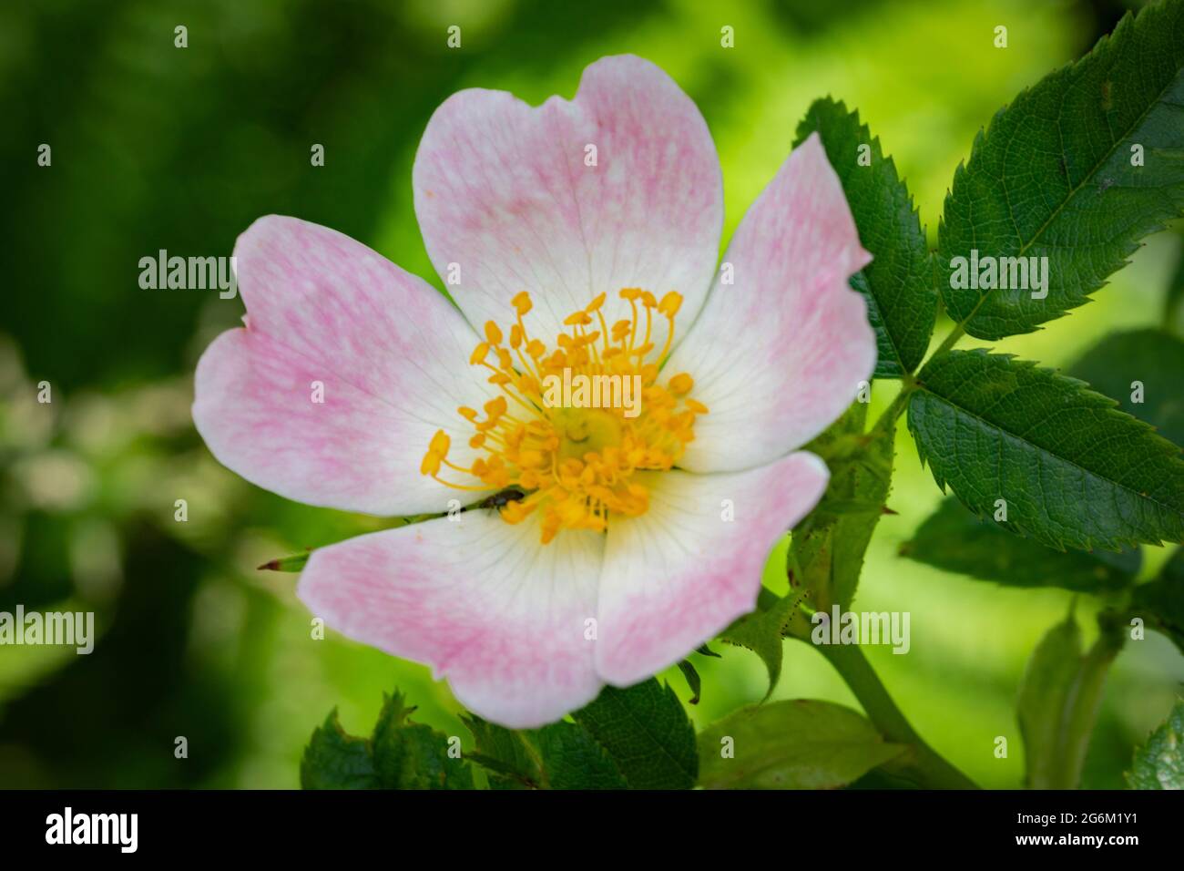 Rosa canina, commonly known as the dog rose Stock Photo