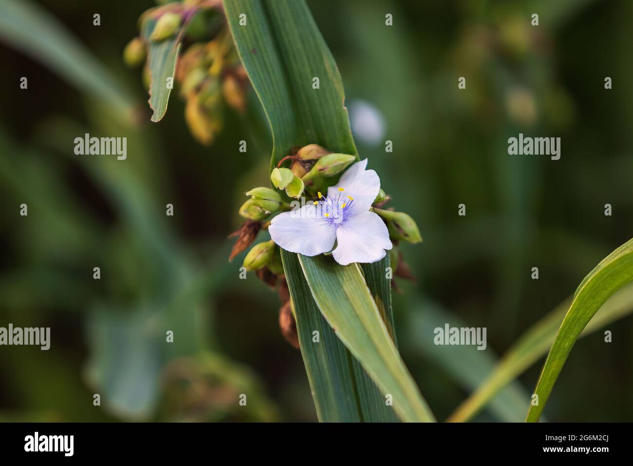 a solitary white Widows Tears blooms in the front garden Stock Photo
