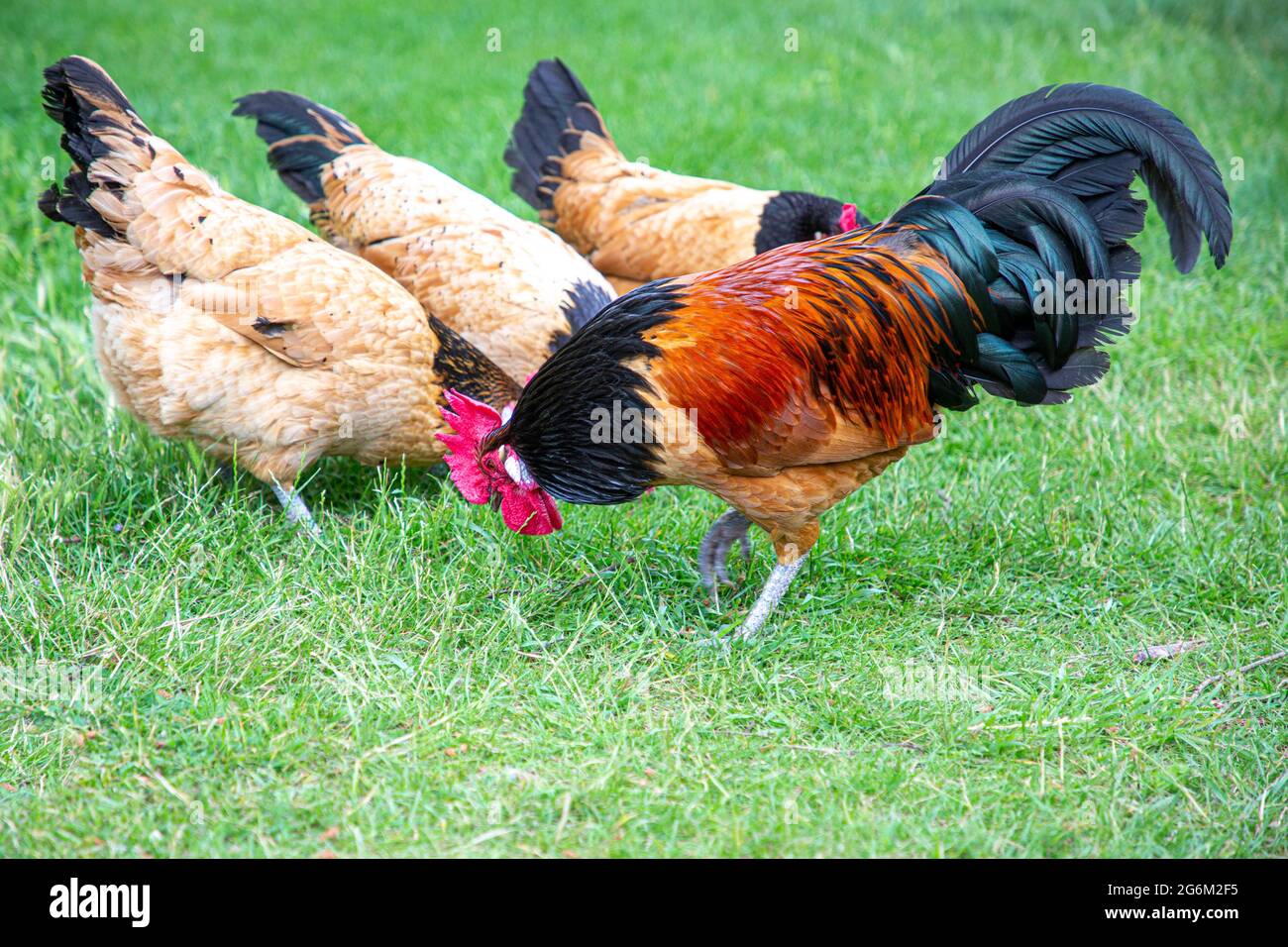 Free range cockrel and chickens foraging in the estate farmyard at Cogges museum, Witney. Stock Photo