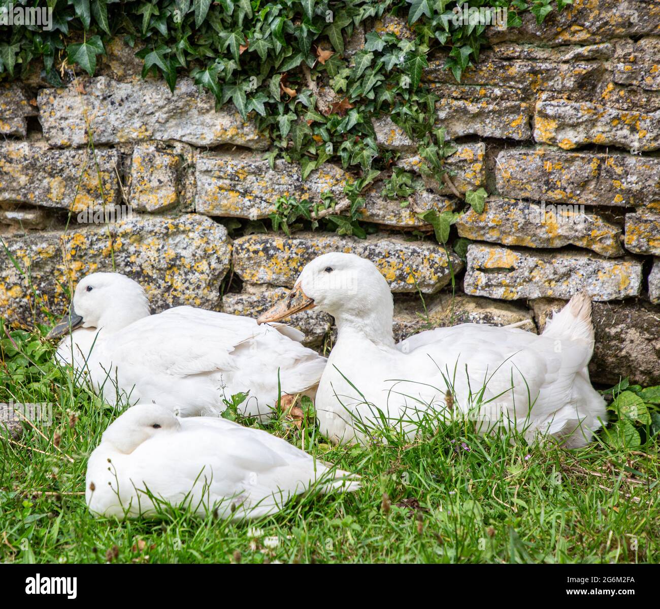 White ducks snoozing in the courtyard of Cogges Manor Farm. Stock Photo