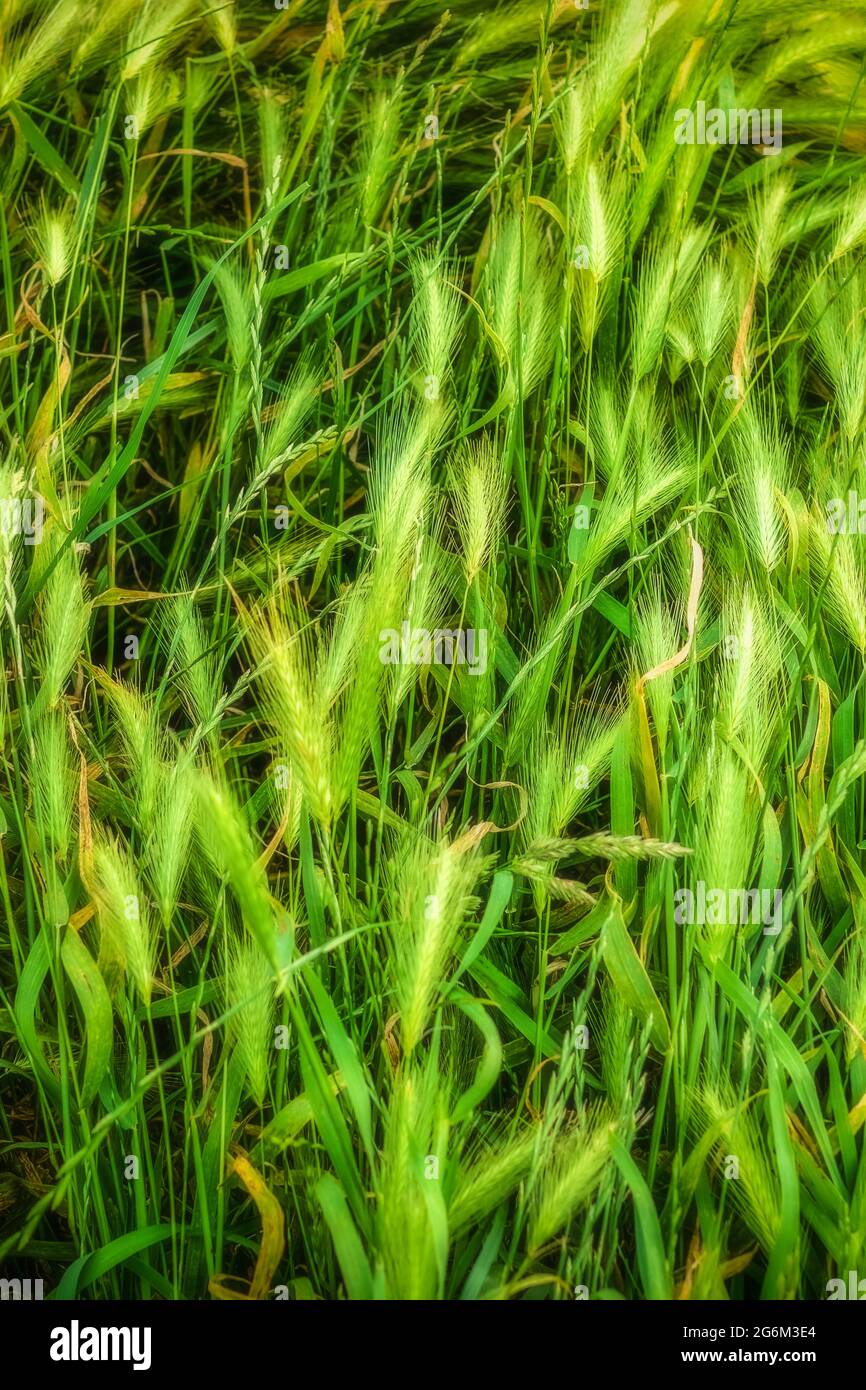 Close-up of green wild grasses blowing in the wind Stock Photo