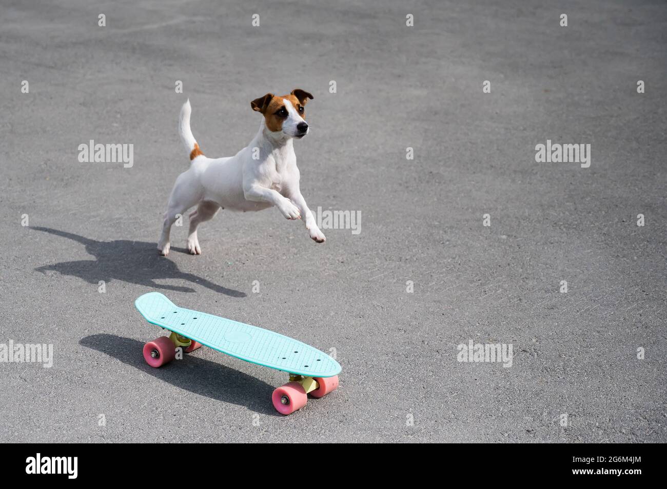 Skateboard dog skateboarding hi-res stock photography and images - Page 3 -  Alamy