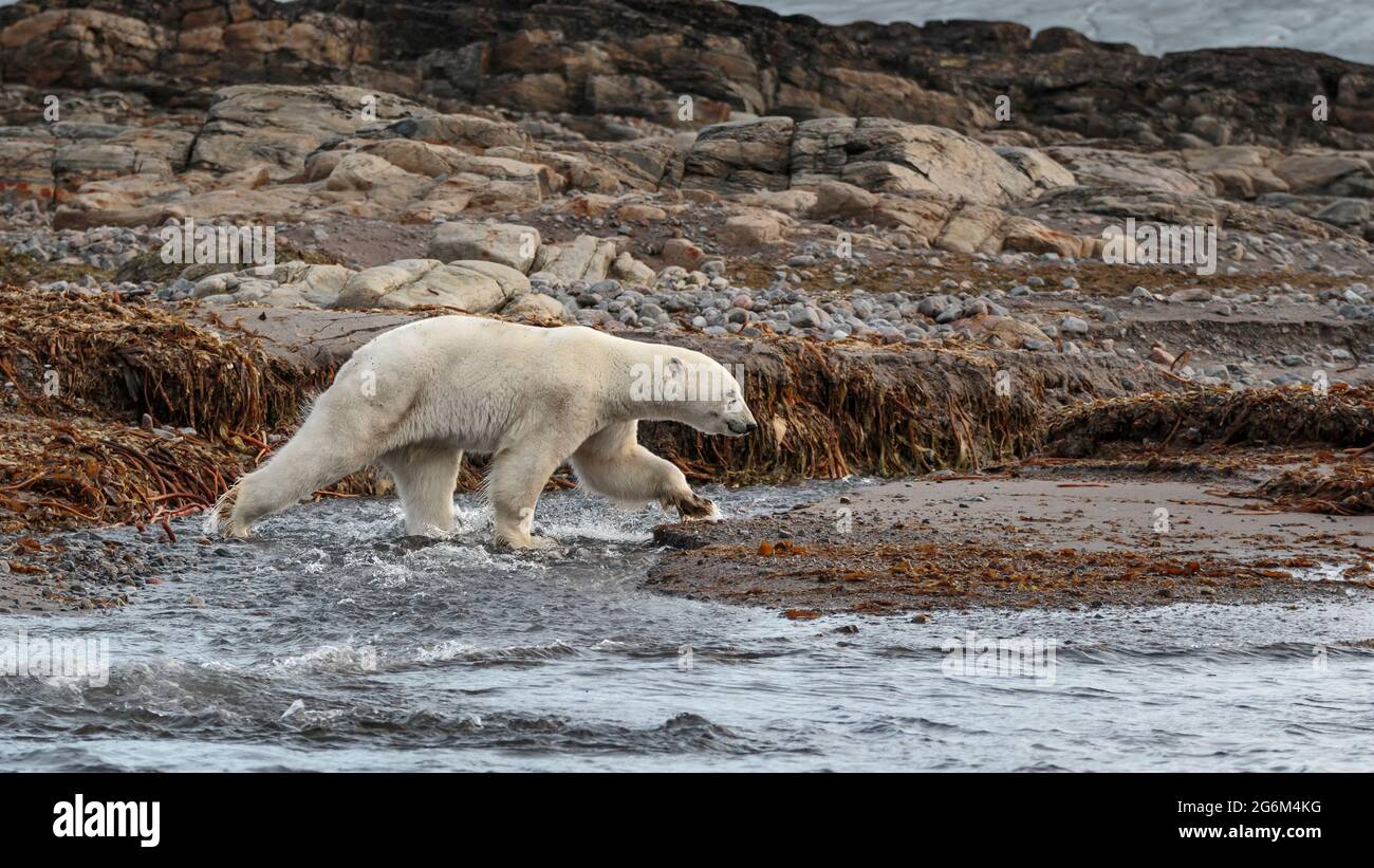 Polar bear (Ursus maritimus) walks on rocks through water. Svalbard, Spitzbergen, Norway, Arctic Stock Photo