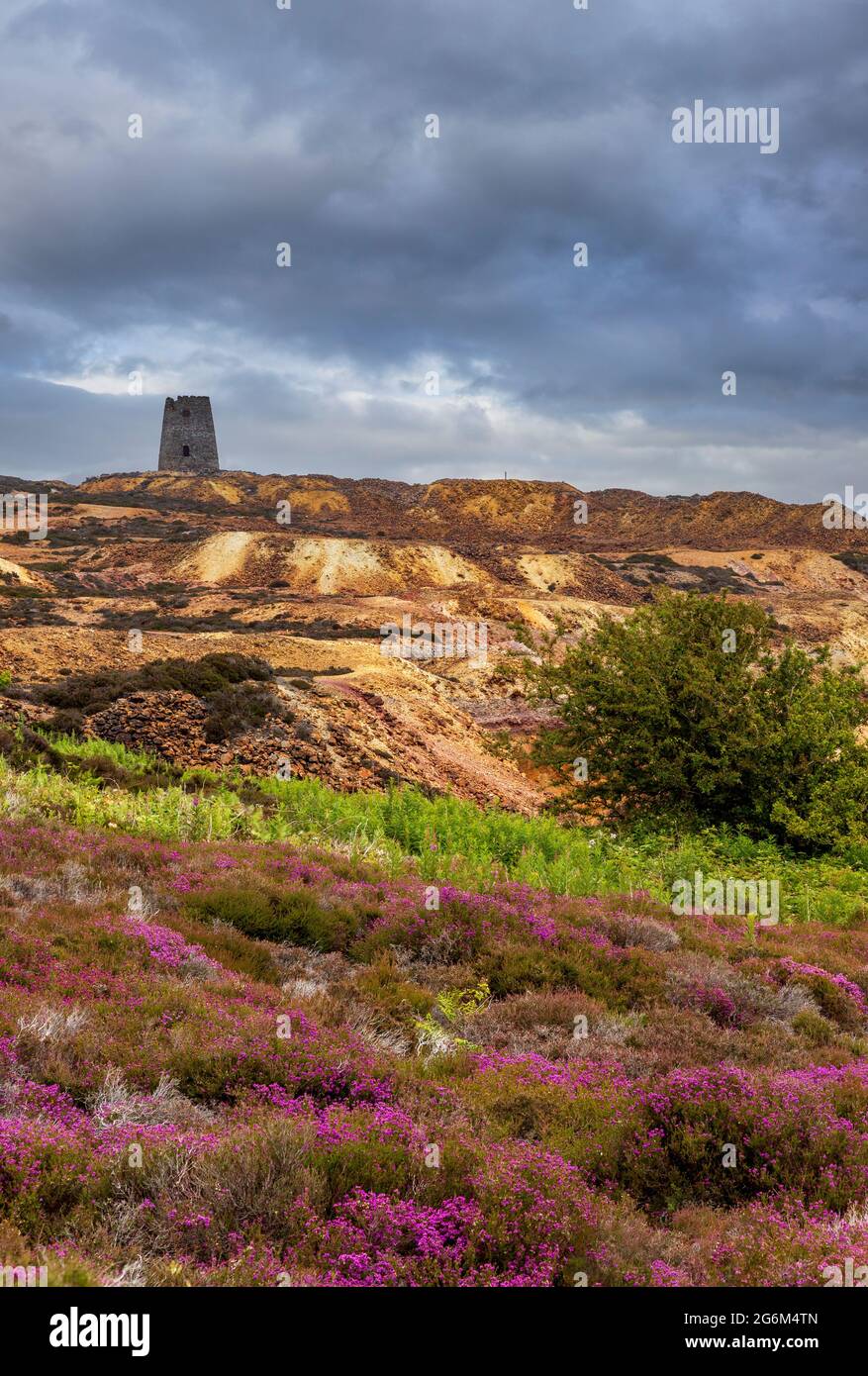 Purple flowering heather on Pary's Mountain, Anglesey, North Wales Stock Photo