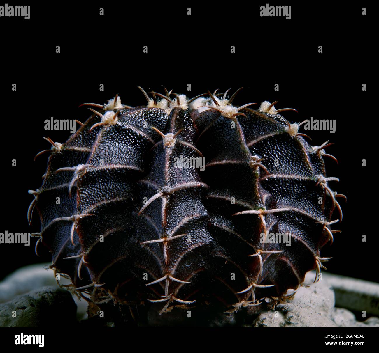 black color gymnocalycium mihanovichii hybrid cactus Stock Photo - Alamy