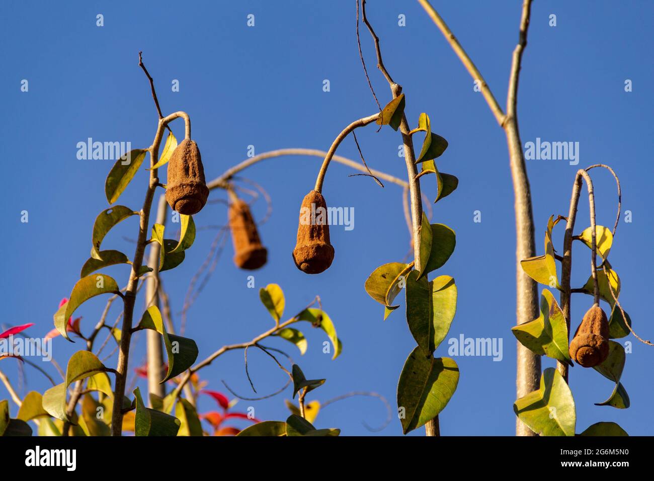 Detail of a pink jequitibá (Cariniana legalis) with fruits hanging from the branches and the blue sky in the background. Stock Photo