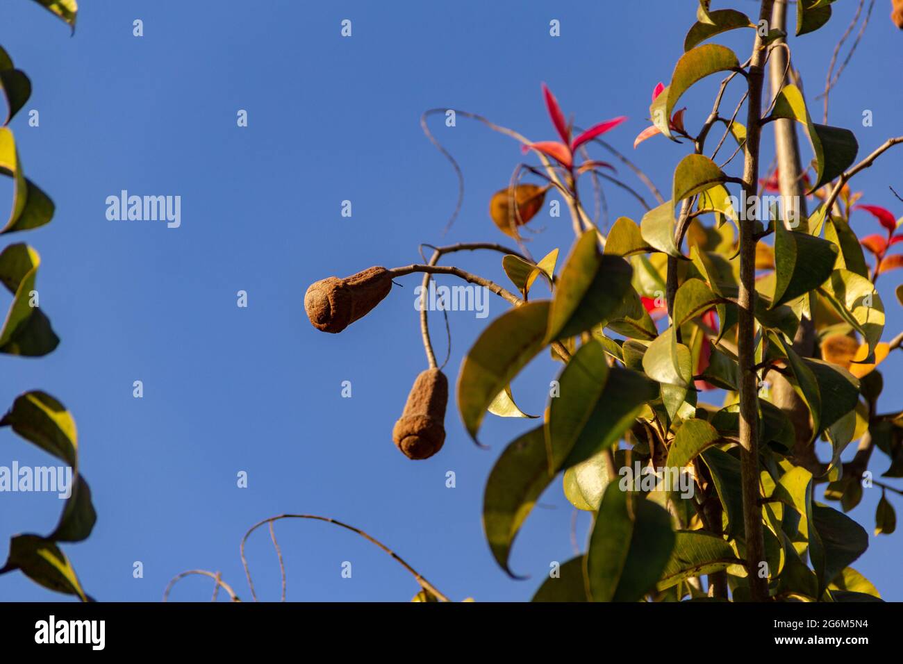 Detail of a pink jequitibá (Cariniana legalis) with fruits hanging from the branches and the blue sky in the background. Stock Photo