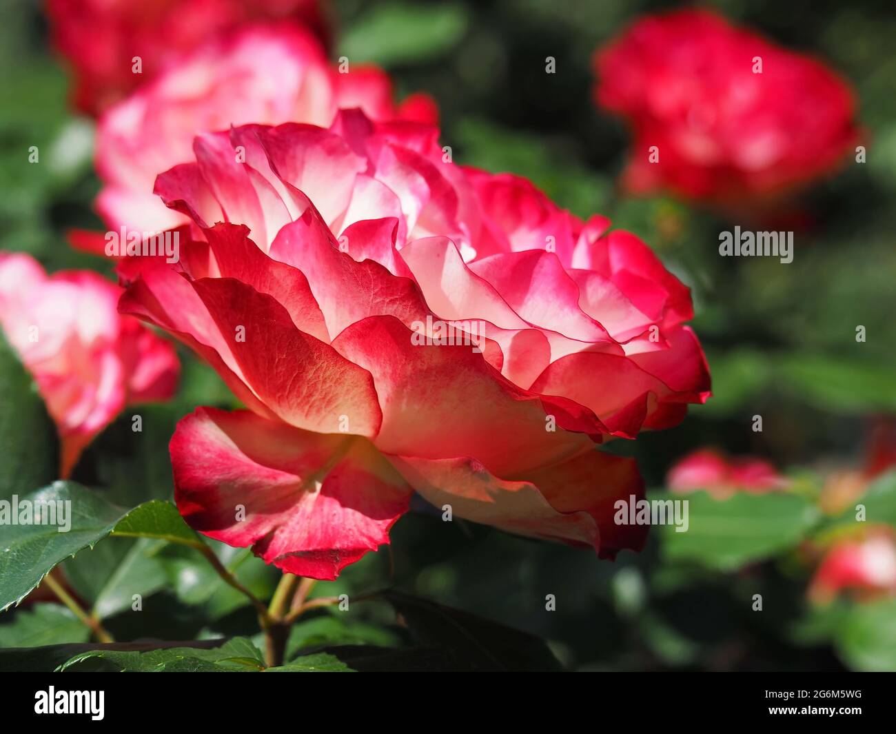 Beautiful red and white rose Double Delight blooming in a garden Stock Photo