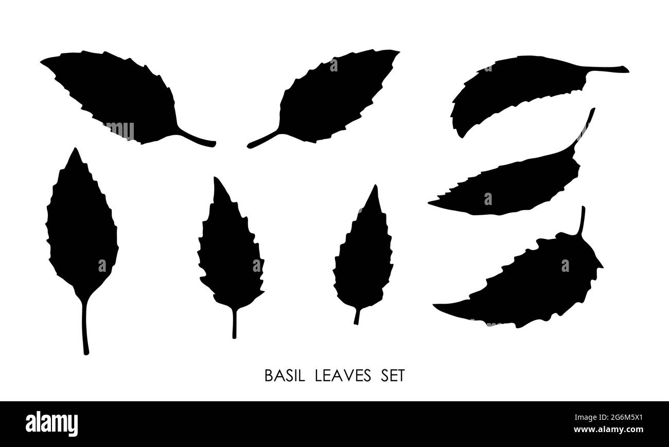 Black silhouettes of basil grass leaves isolated on white background. Edible plants, seasoning for delicious food. Stencil vector Stock Vector